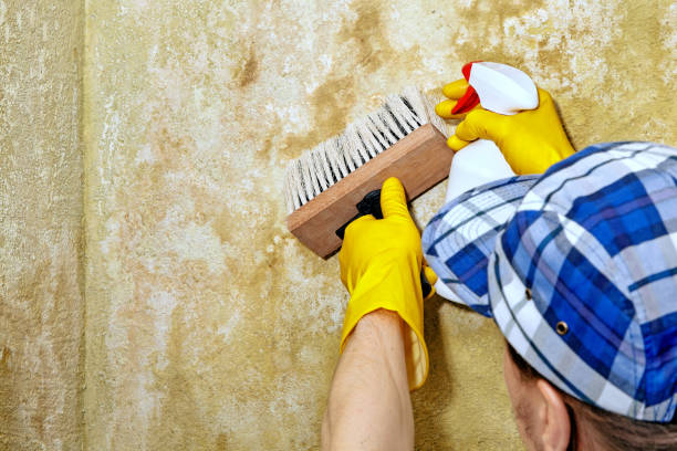 Western Lake, TX Mold Removal Company